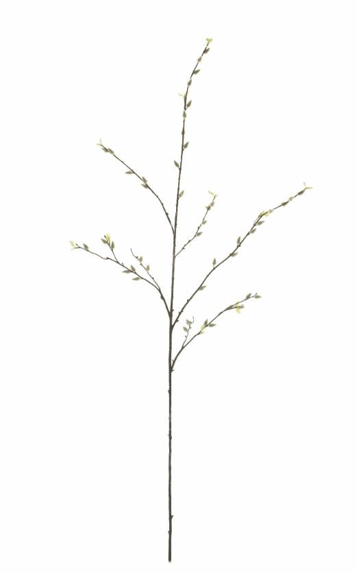 TALL PUSSY WILLOW STEM